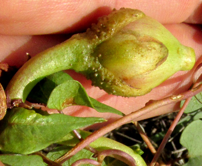 IPOMOEA LOZANII, immature fruit