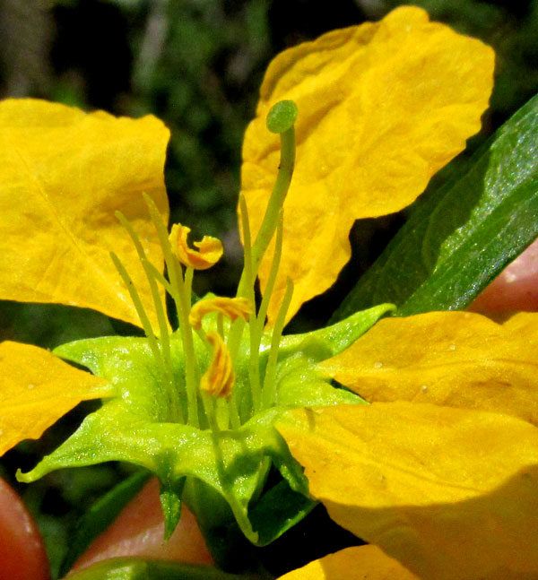 Anglewing Primrose-willow, LUDWIGIA LEPTOCARPA, flower close-up, six sepals