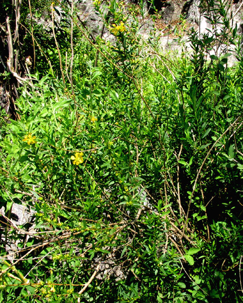 Anglewing Primrose-willow, LUDWIGIA LEPTOCARPA, plant form