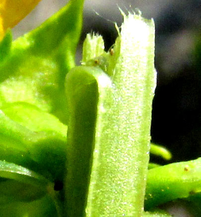 Anglewing Primrose-willow, LUDWIGIA LEPTOCARPA, stem with wings