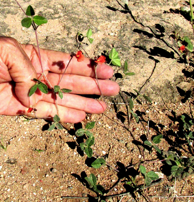 Variableleaf Bushbean, MACROPTILIUM GIBBOSIFOLIUM, plant & habitat