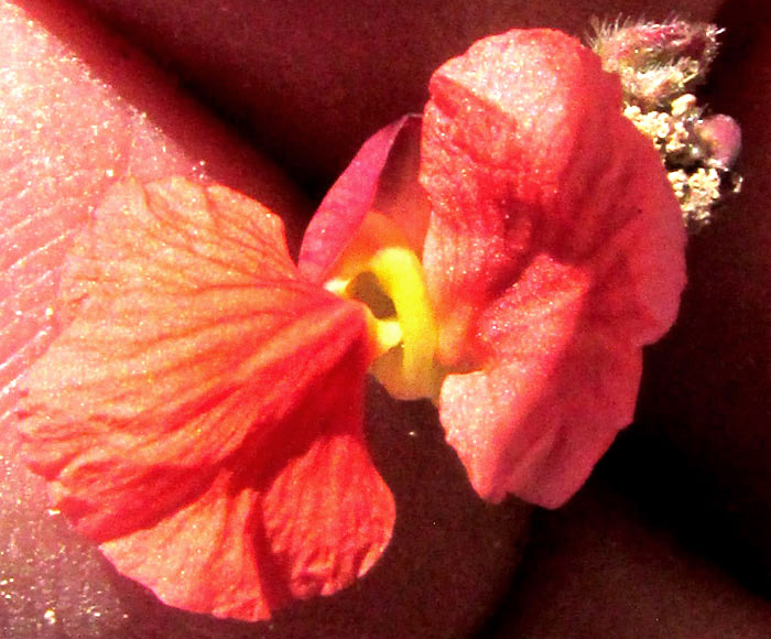 Variableleaf Bushbean, MACROPTILIUM GIBBOSIFOLIUM, flower with coiled keel