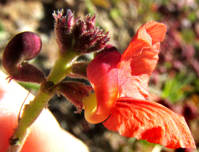 Variableleaf Bushbean, MACROPTILIUM GIBBOSIFOLIUM, flower with coiled keel viewed from side