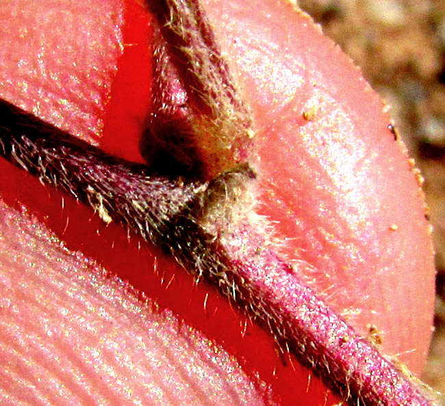 Variableleaf Bushbean, MACROPTILIUM GIBBOSIFOLIUM, hairy stem & stipular scar