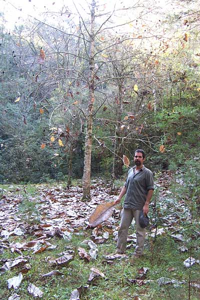 Cloudforest Magnolia, MAGNOLIA DEALBATA