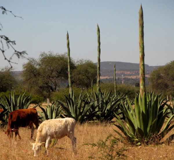 Magueys, Agave americana, sprouting inflorescences