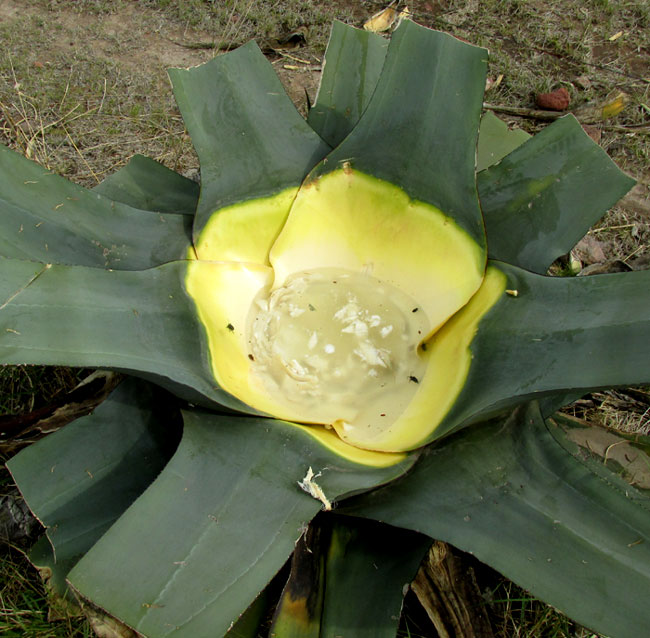 Maguey, Agave americana, hollowed-out heart