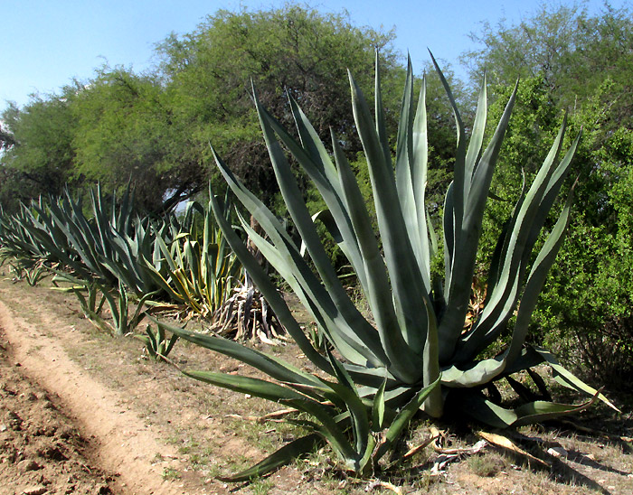 Century Plant, Agave americana