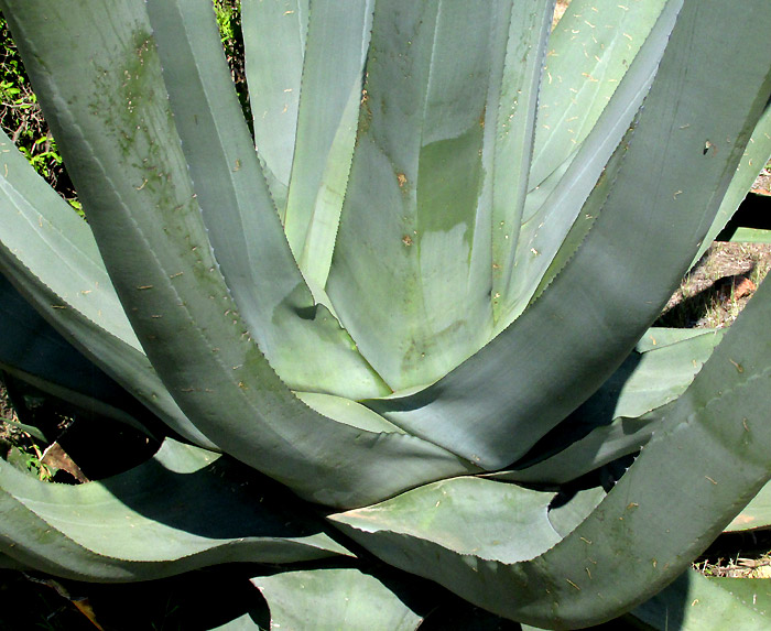 Century Plant, Agave americana, leaf bases