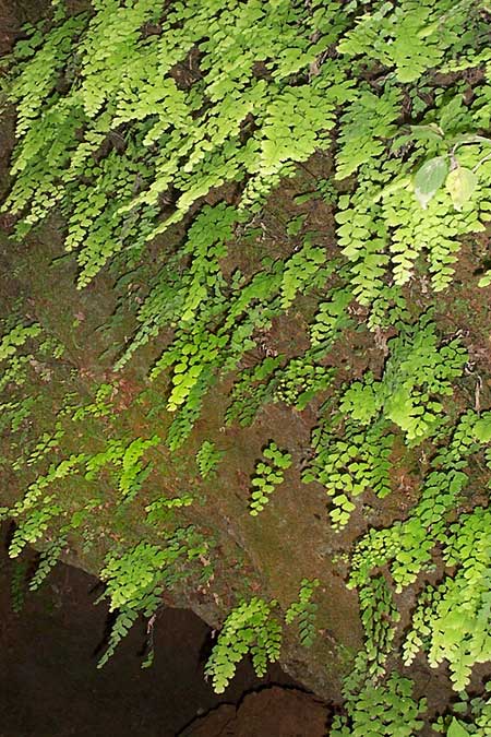 ADIANTUM cf TENERUM, the Fan Maidenhair