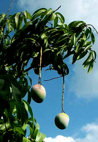 MANGOS