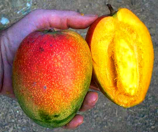 Kent Mangos