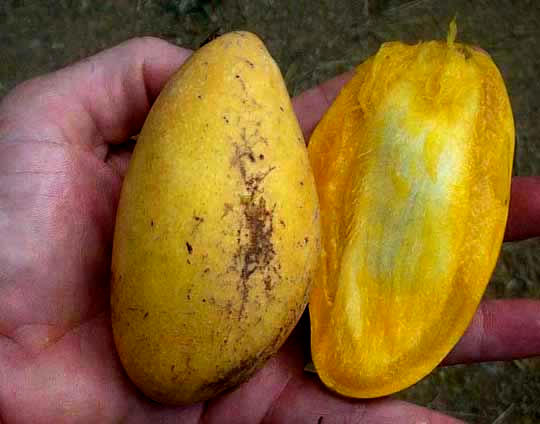 Manila Mangoes