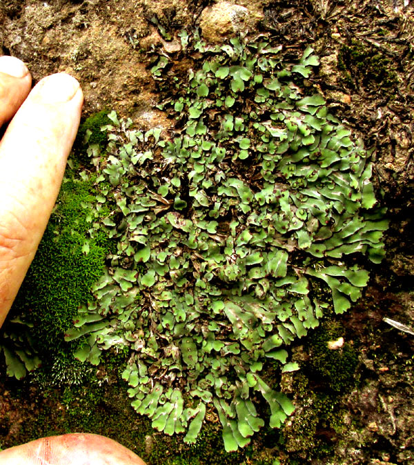 MARCHANTIA cf. INFLEXA, colony on ravine dirt wall