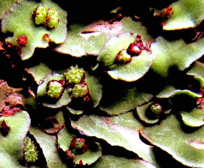 MARCHANTIA cf. INFLEXA, gemmae