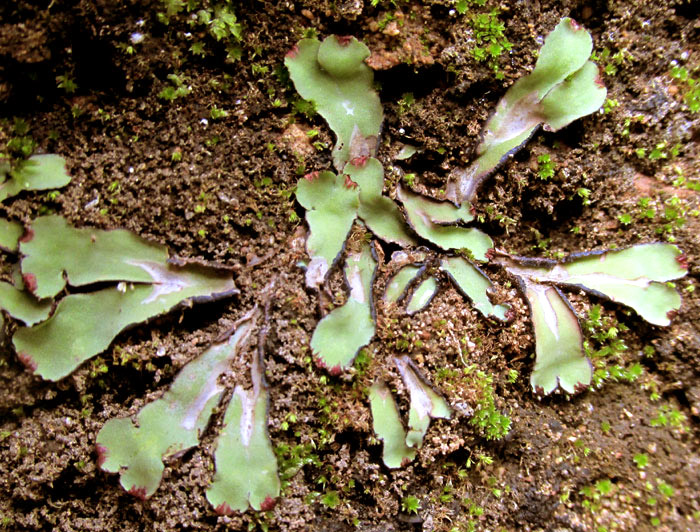 MARCHANTIA cf. INFLEXA, forking thalli