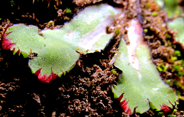 MARCHANTIA cf. INFLEXA, purple scales at thallus leading edge