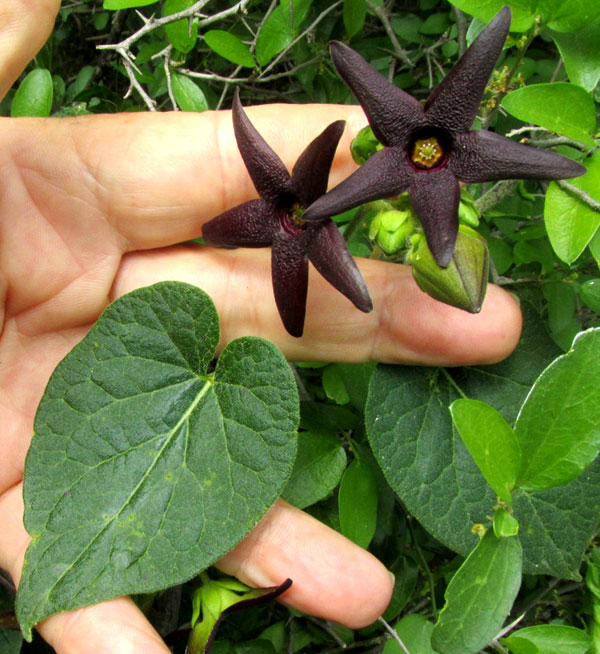 MATELEA cf. PILOSA, flowers & leaves