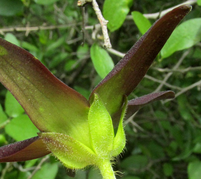 MATELEA cf. PILOSA, flower from behind