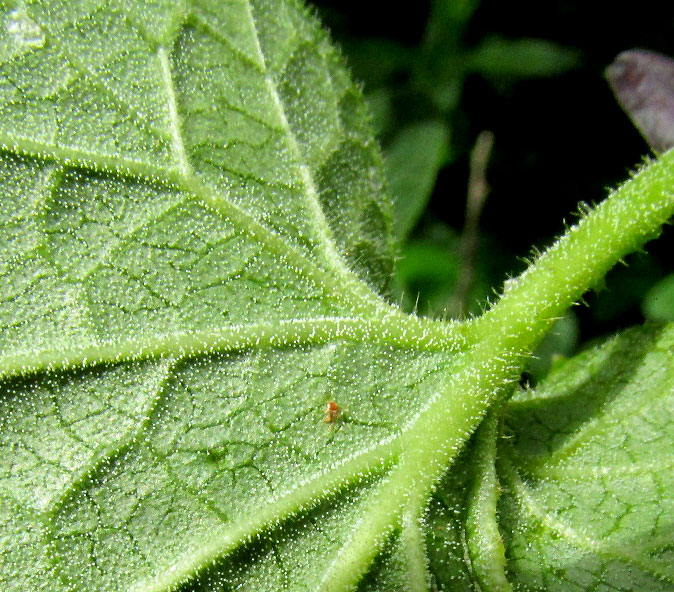 MATELEA cf. PILOSA, gynostegium, hairy leaf undersurface