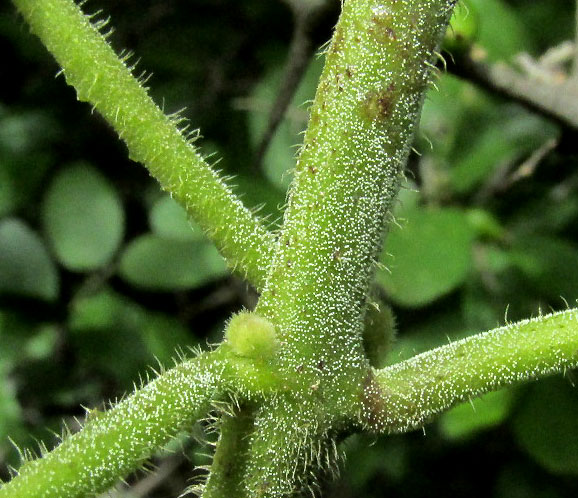 MATELEA cf. PILOSA, hair stems & petioles