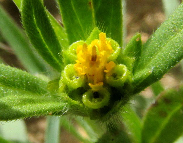 Rough Blackfoot Daisy, MELAMPODIUM SERICEUM, capitulum from above, ligules undeveloped