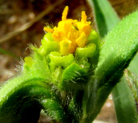 Rough Blackfoot Daisy, MELAMPODIUM SERICEUM,capitulum side view