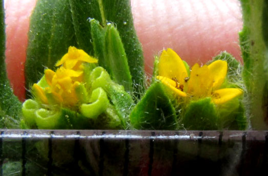 Rough Blackfoot Daisy, MELAMPODIUM SERICEUM, capitula with millimeter ruler