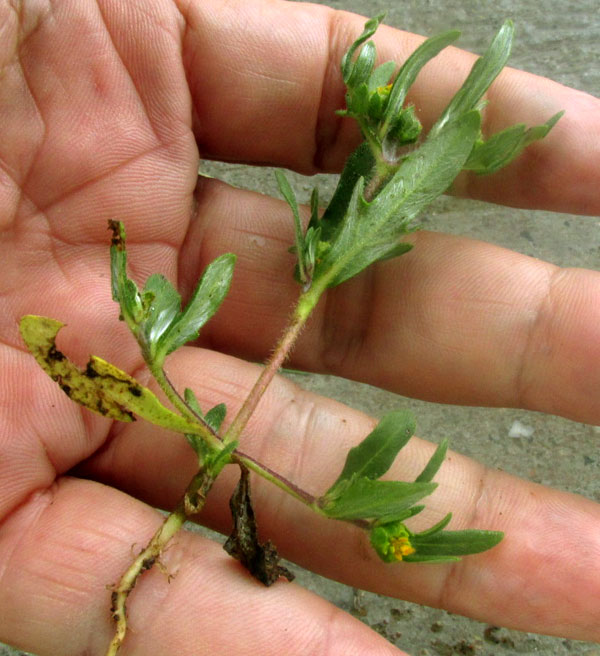 Rough Blackfoot Daisy, MELAMPODIUM SERICEUM, plant