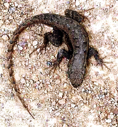 Mesquite Lizard, SCELOPORUS GRAMMICUS