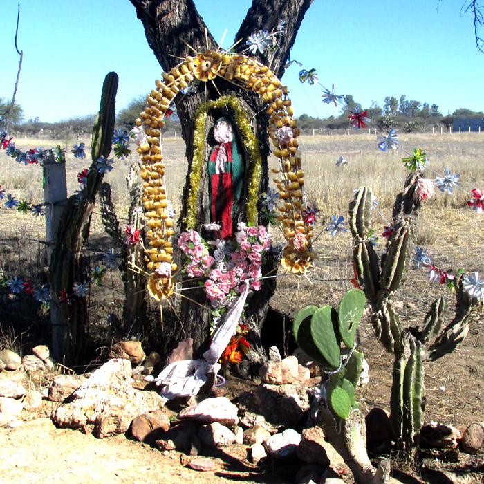 Virgin of Guadalupe shrine made of trunk scar on PROSOPIS LAEVIGATA, Smooth Mesquite