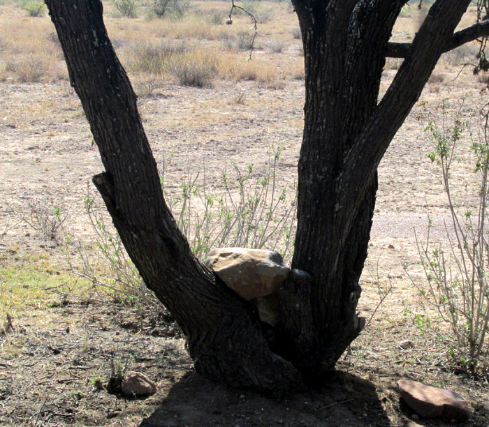rock seat in braching trunk of PROSOPIS LAEVIGATA, Smooth Mesquite