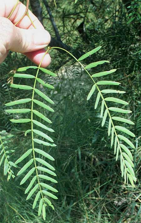 PROSOPIS JULIFLOR, Mesquite