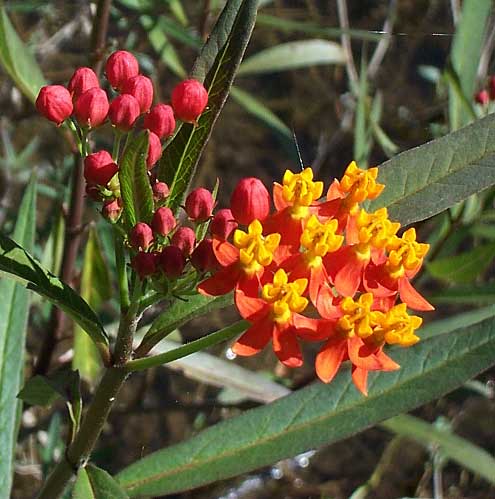 Tropical Milkweed, Asclepias curassavica