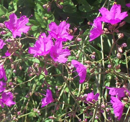 Maravillita Four-O'Clock, MIRABILIS VISCOSA, flowers