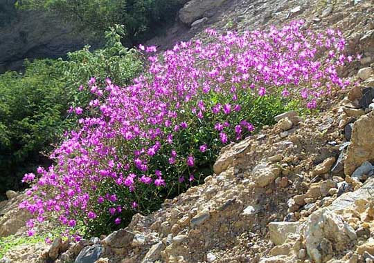 Maravillita Four-O'Clock, MIRABILIS VISCOSA, flowering colony in habitat