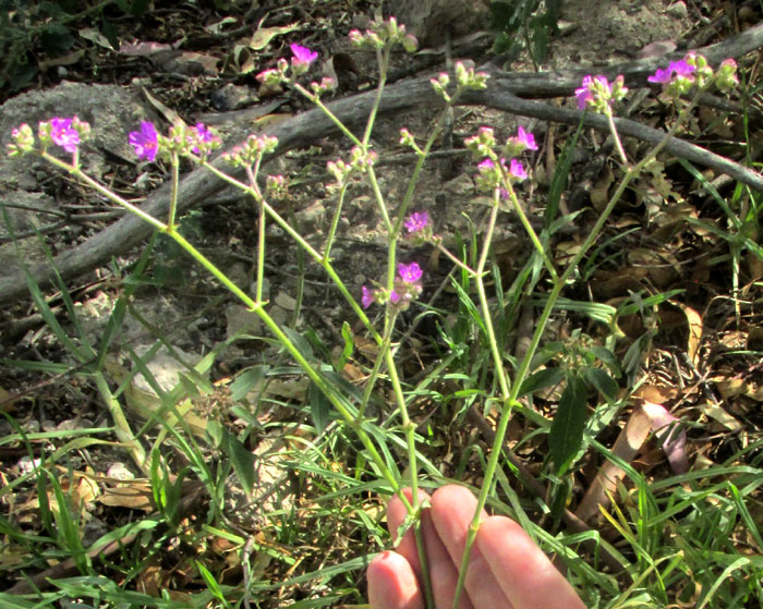 Maravillita Four-O'Clock, MIRABILIS VISCOSA, inflorescence