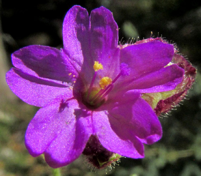 Maravillita Four-O'Clock, MIRABILIS VISCOSA, flower close-up, front