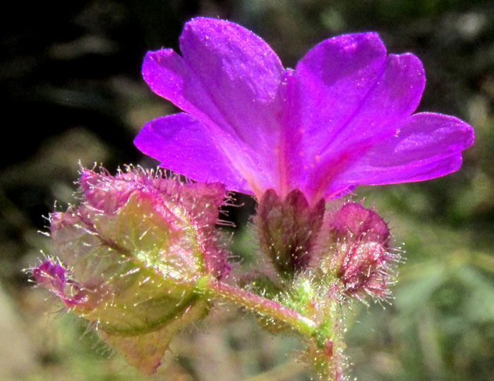 Maravillita Four-O'Clock, MIRABILIS VISCOSA, flower from side