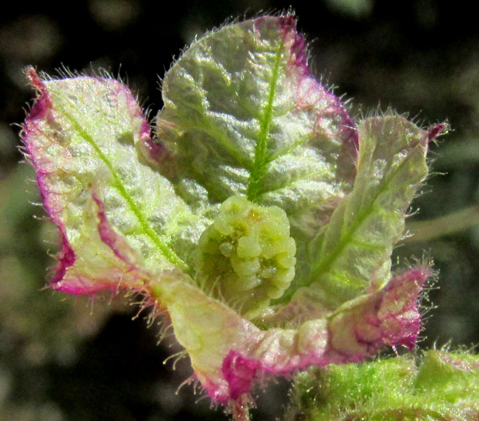 Maravillita Four-O'Clock, MIRABILIS VISCOSA, flowering colony in habitat