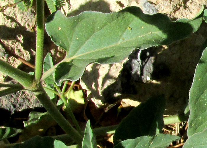 Maravillita Four-O'Clock, MIRABILIS VISCOSA, flowering colony in habitat