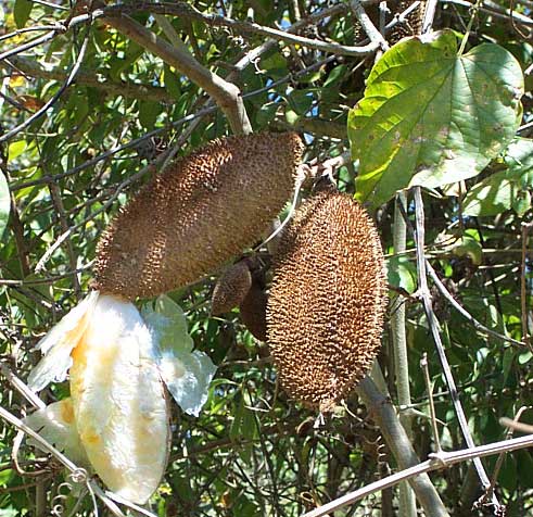 Monkey-comb, PITHECOCTENIUM CRUCIGERUM