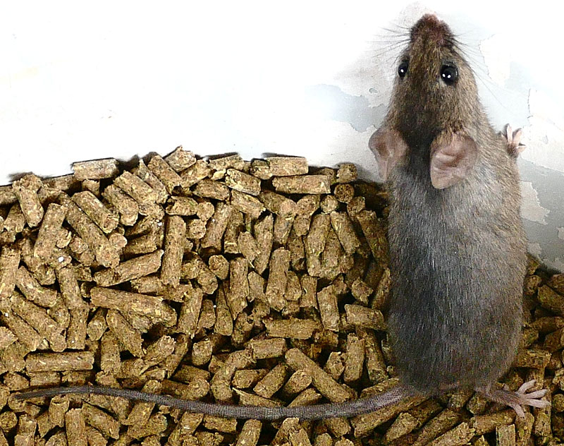 Western Harvest Mouse, REITHRODONTOMYS MEGALOTIS, Mexico