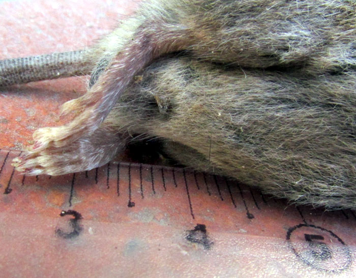 Western Harvest Mouse, REITHRODONTOMYS MEGALOTIS, Mexico