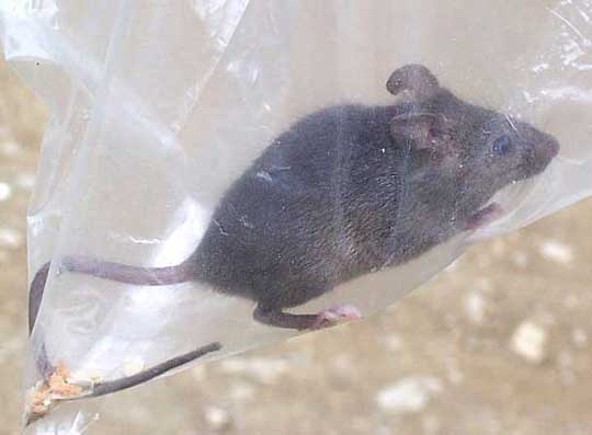 House Mouse, MUS MUSCULUS
