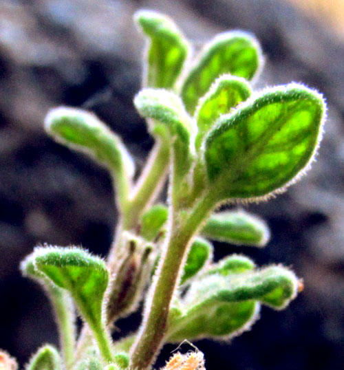 NAMA ORIGANIFOLIUM, persistent sepals with fruit, all very hairy