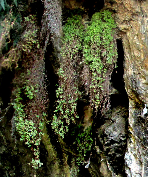 NAMA ORIGANIFOLIUM, habitat