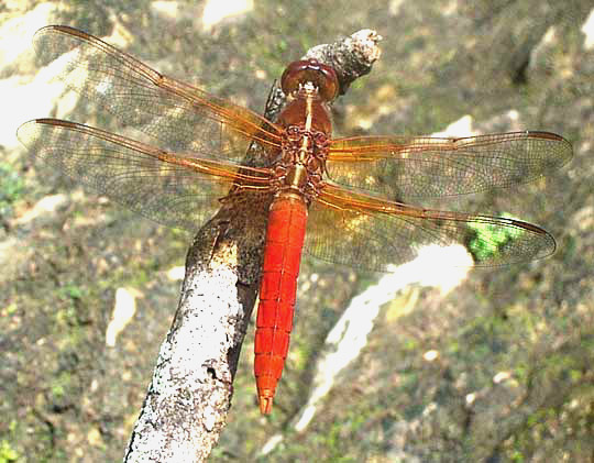 Neon Skimmer, LIBELLULA CROCEIPENNIS