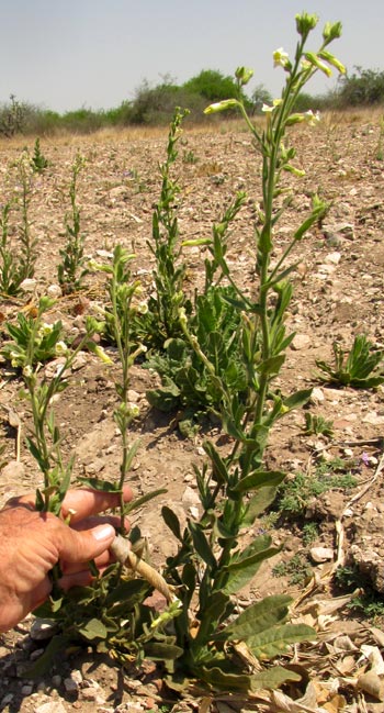 Desert Tobacco, NICOTIANA OBTUSIFOLIA, in fallow cornfield