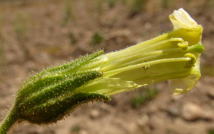 Desert Tobacco, NICOTIANA OBTUSIFOLIA, flower with side of corolla removed